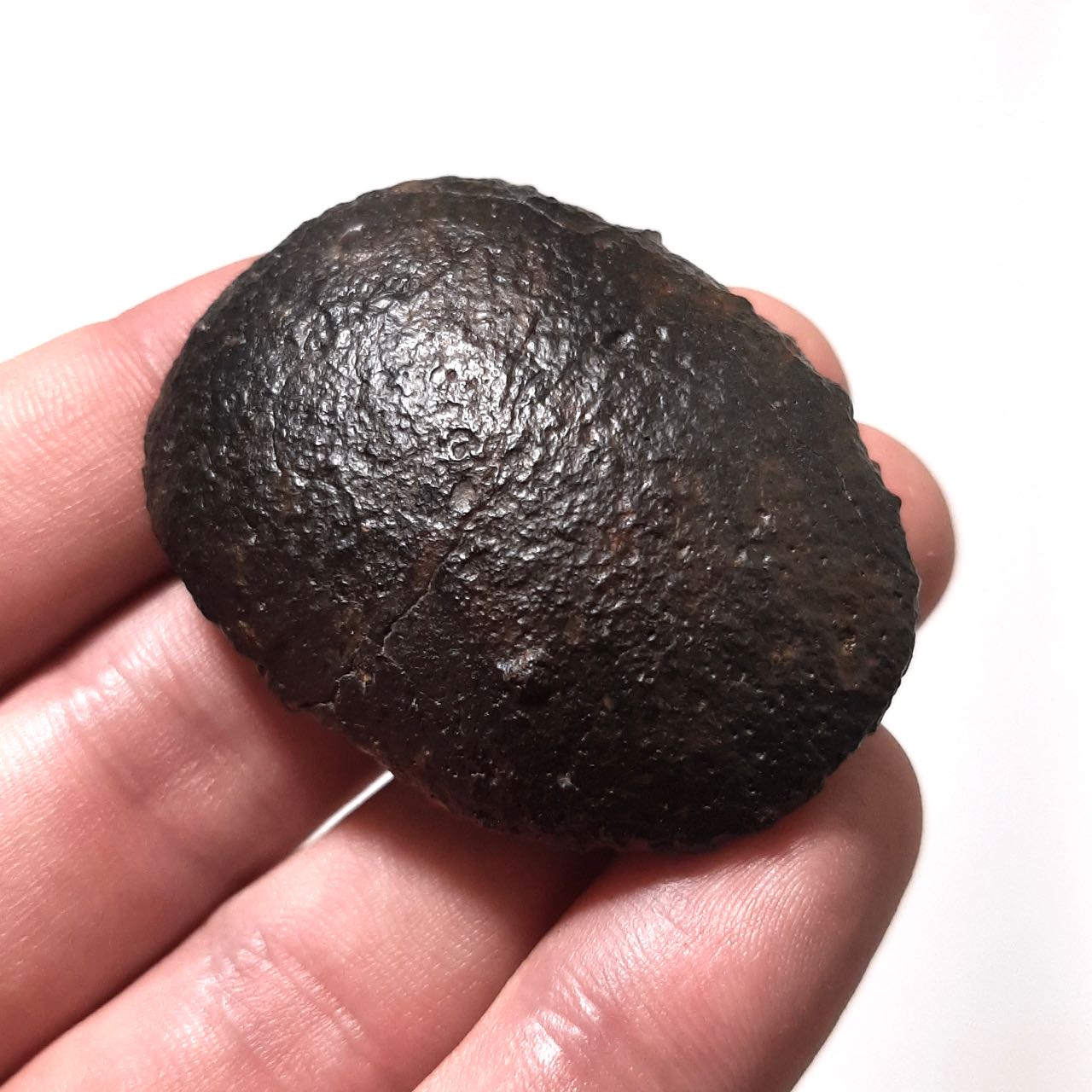 My 1st meteorite. Oriented chondrite. Collection