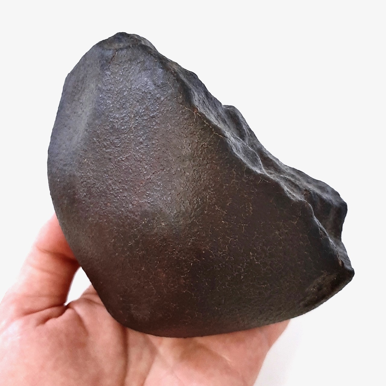 NWA 869. 1450 g. Collection