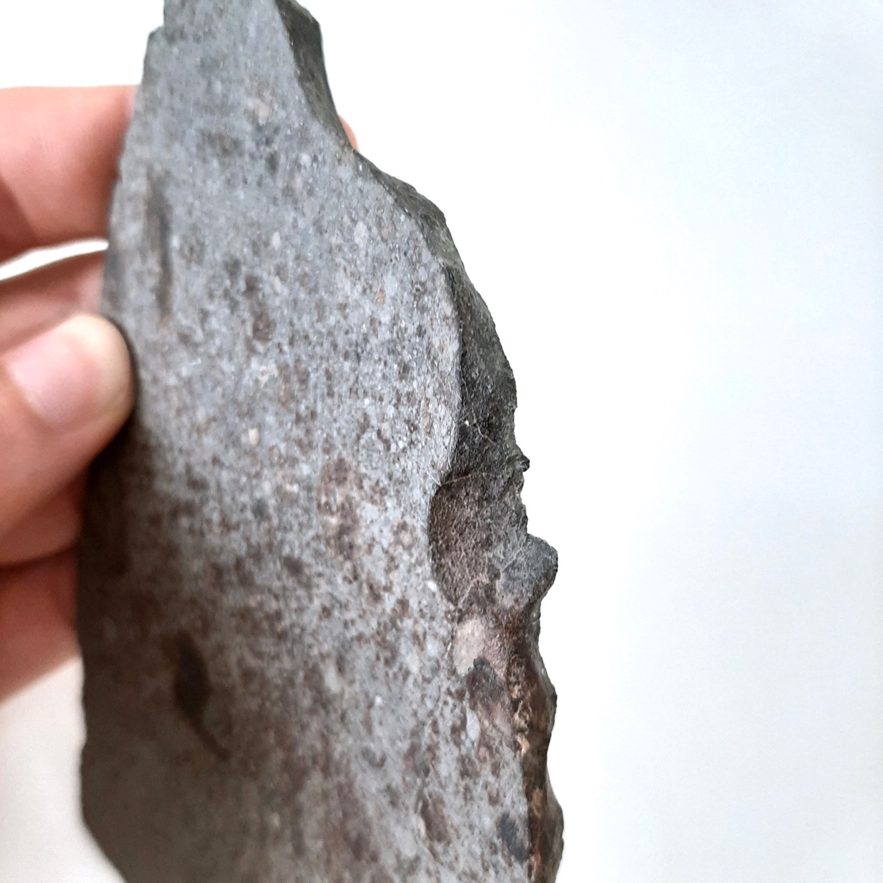 NWA 1495 meteorite. L4-5 chondrite.