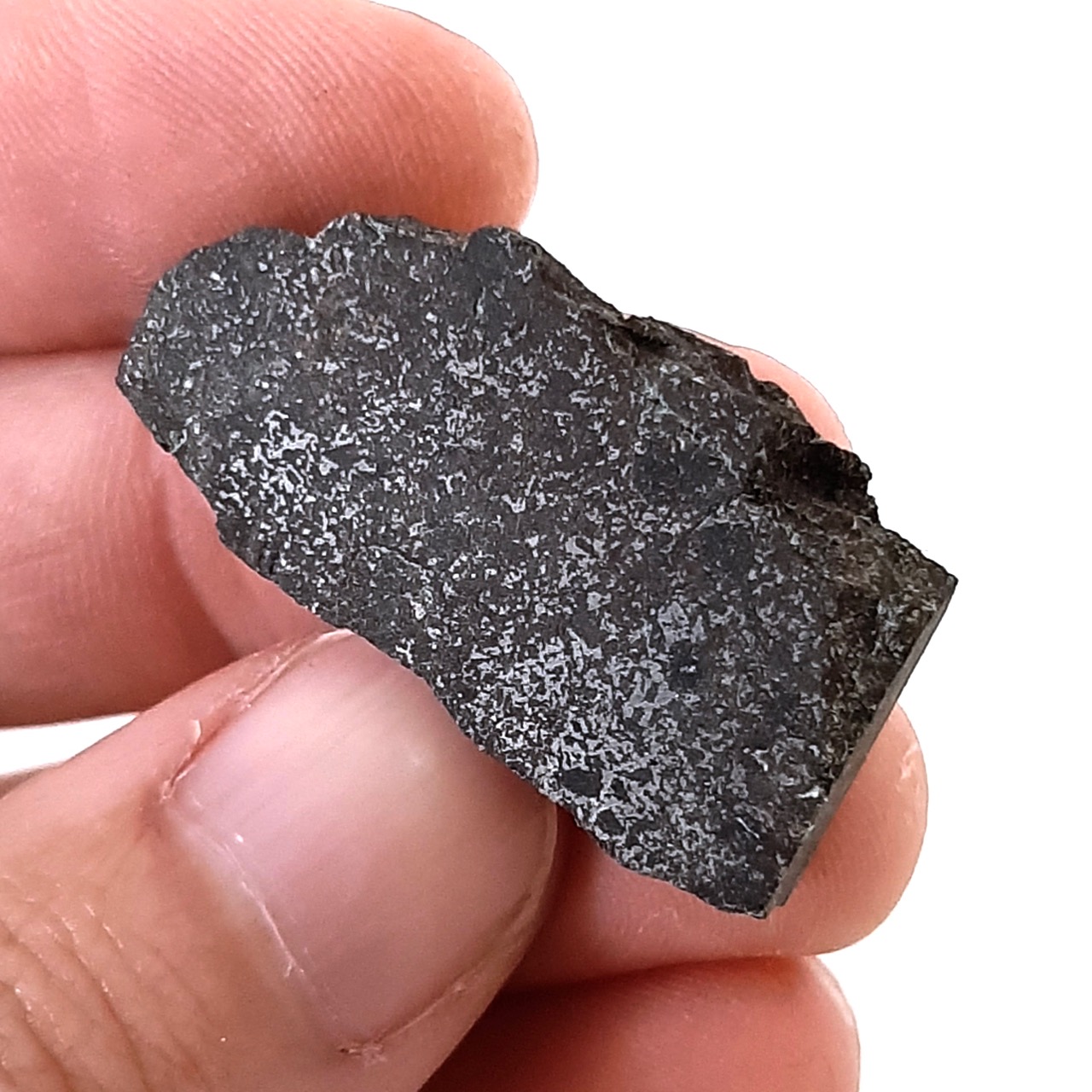 Vaca Muerta meteorite. Slice. Historic mesosiderite.