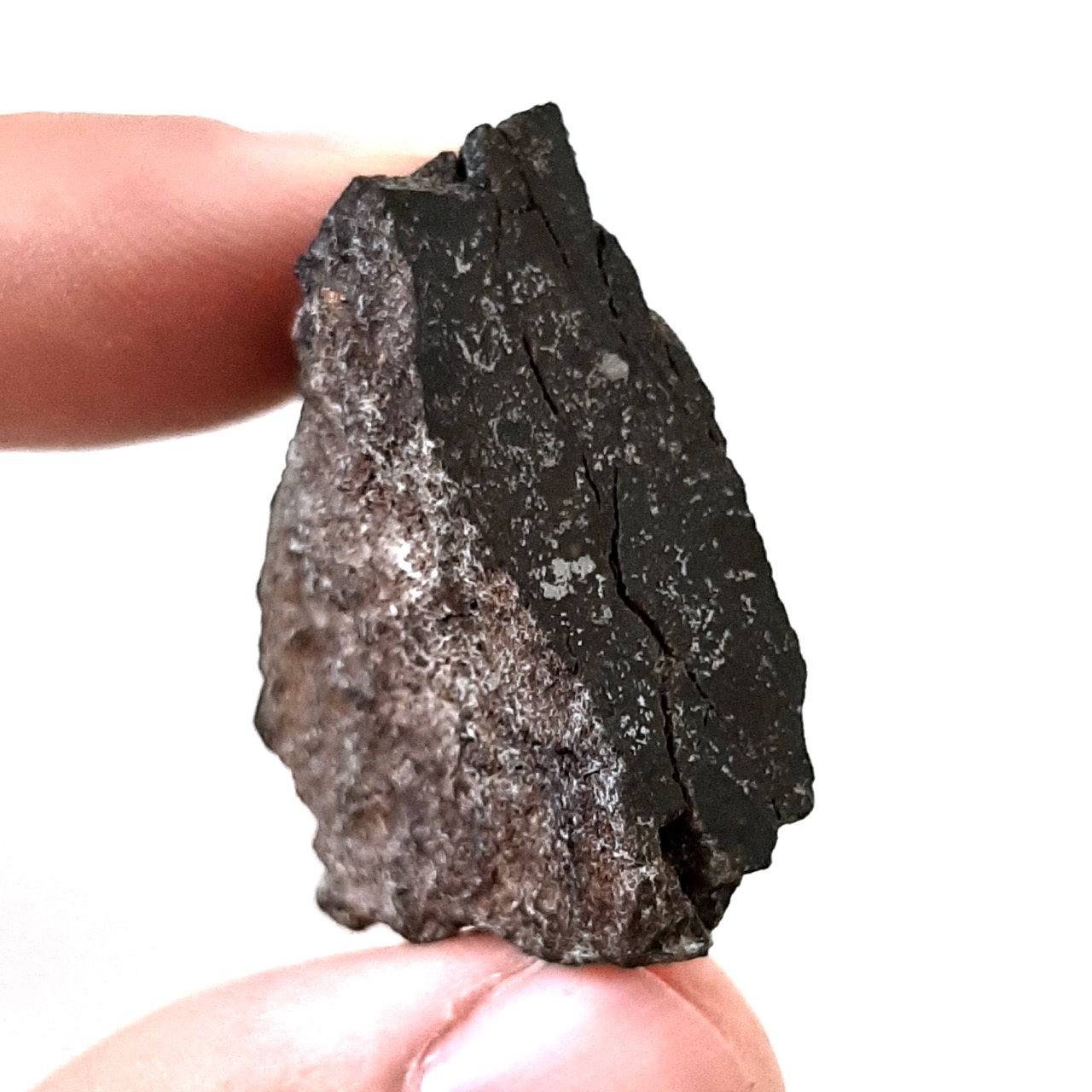 Vaca Muerta meteorite. Endcut. Historic mesosiderite.