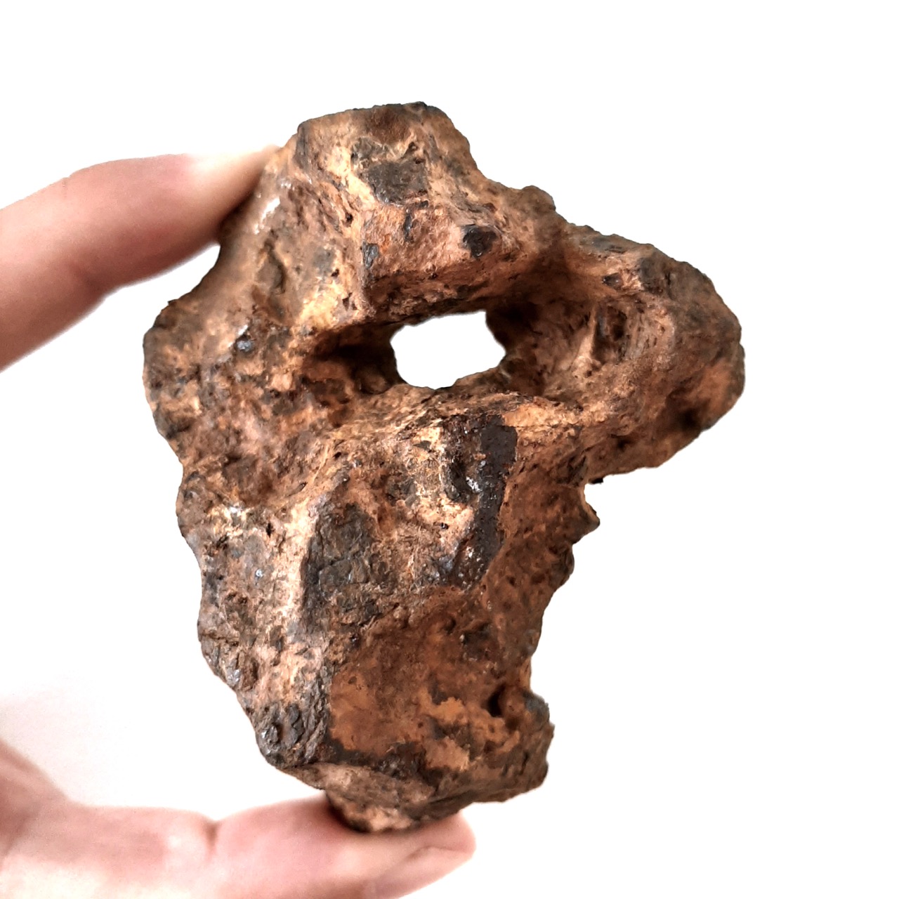 Canyon Diablo. 557 g. Collection