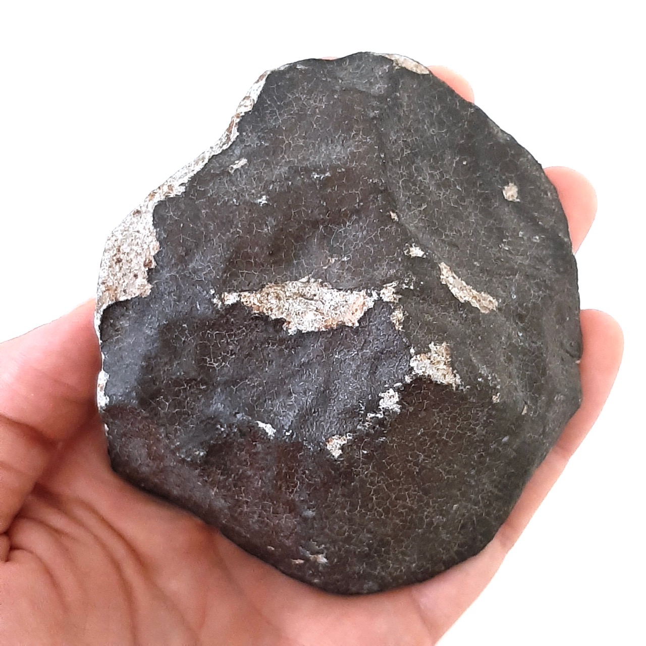 Ghadamis meteorite. Hammadah al Hamra 346.