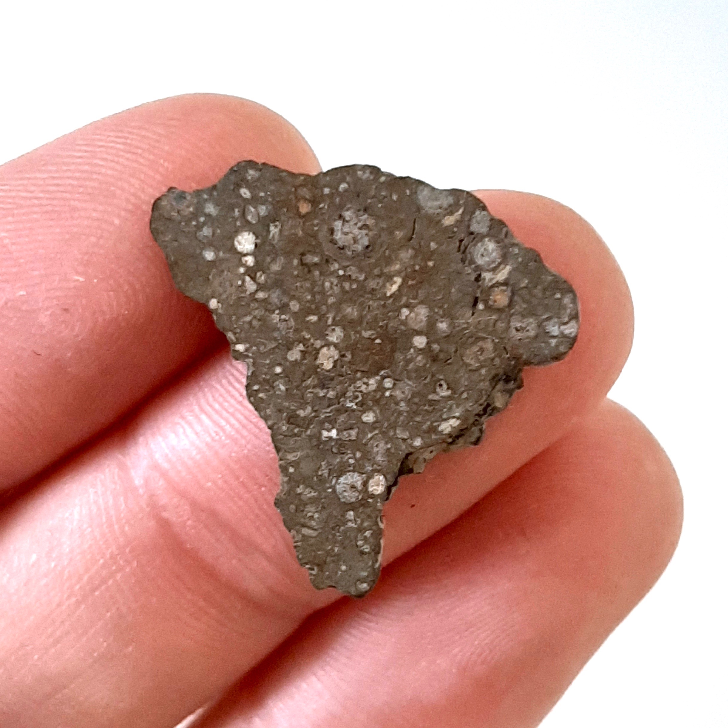 NWA 13030 meteorite. CV3 chondrite. Slice.