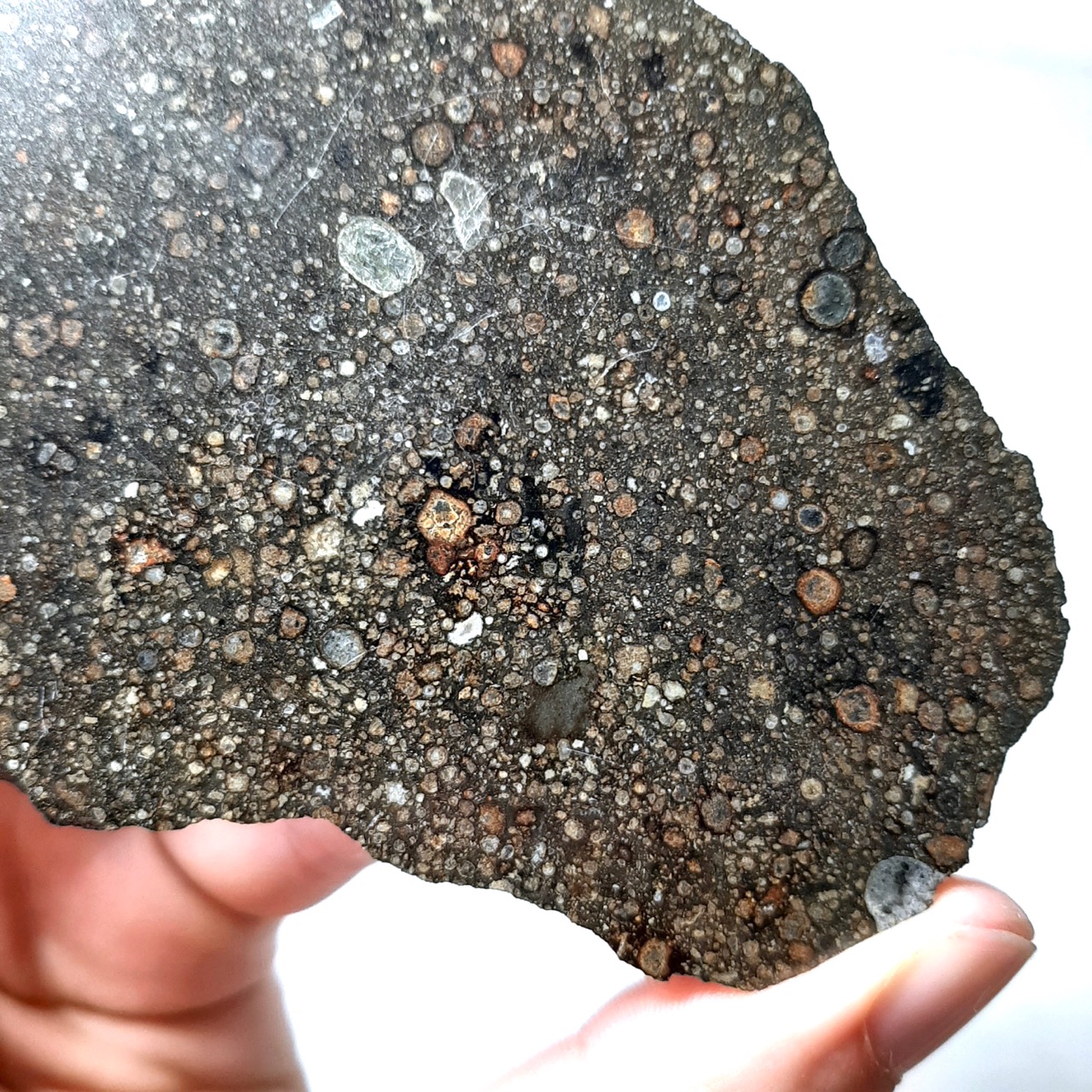 CV3 chondrite. NWA meteorite under classification. Endcut.