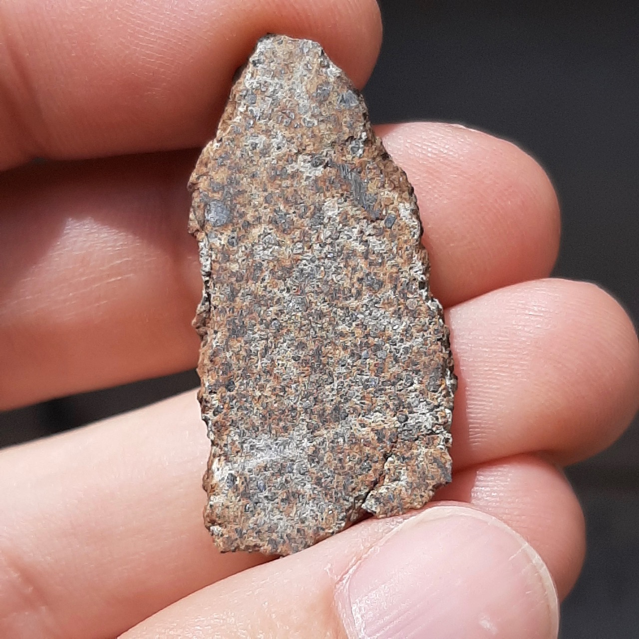 Windimurra meteorite. Rare Australian chondrite. Endcut.