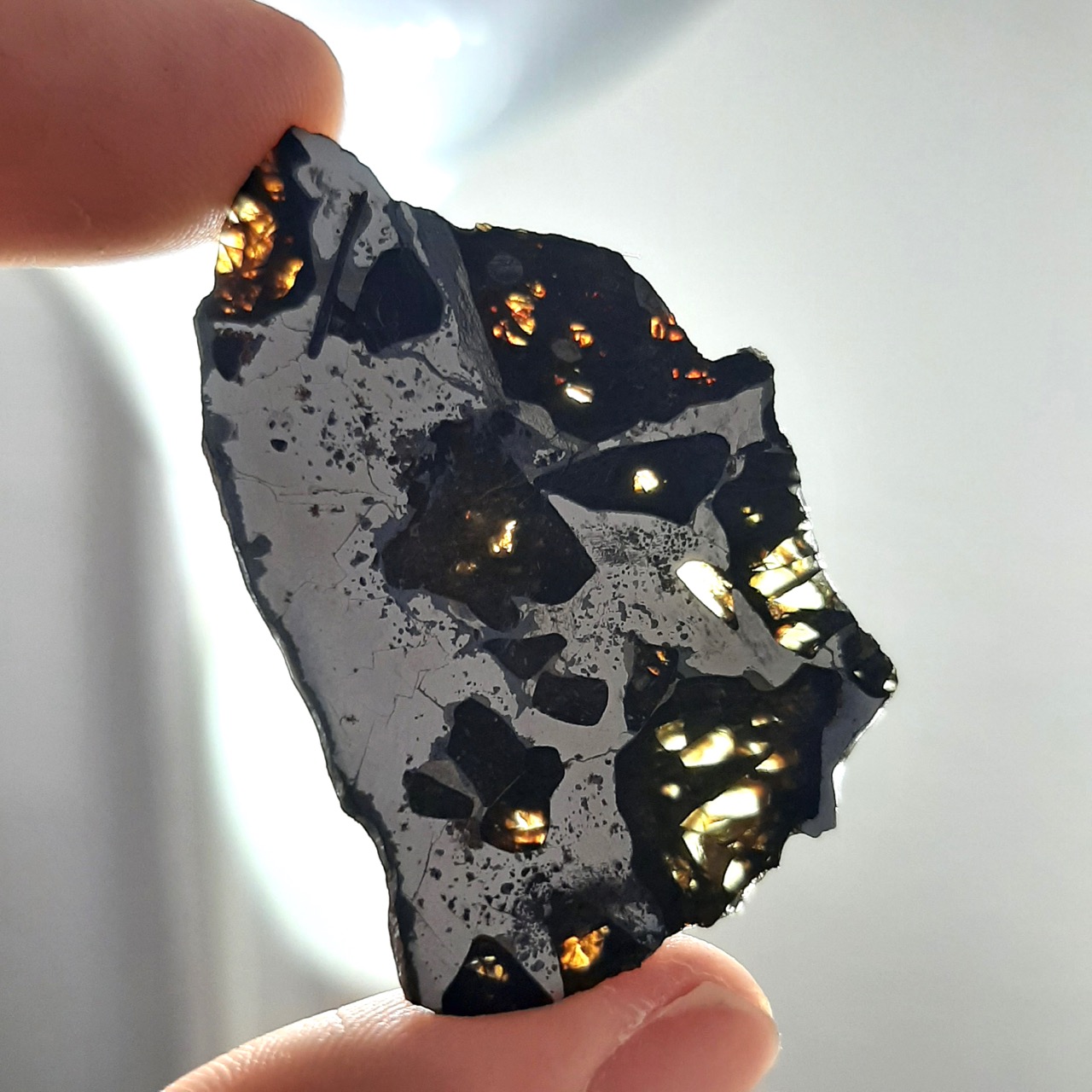 NWA 2957 meteorite. Premium pallasite.