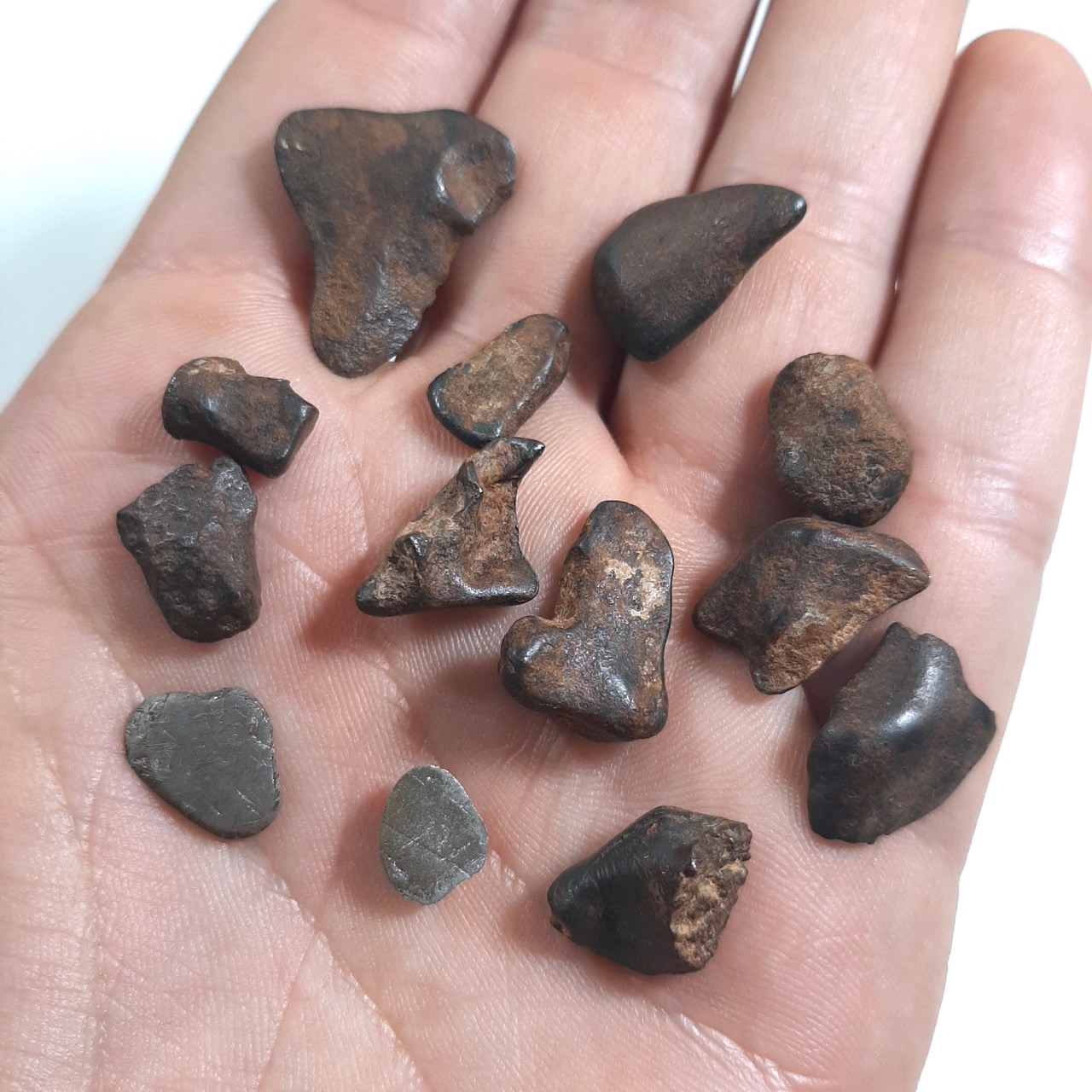 Taza meteorite. NWA 859, small individuals, 1 slice, 1 endcut.