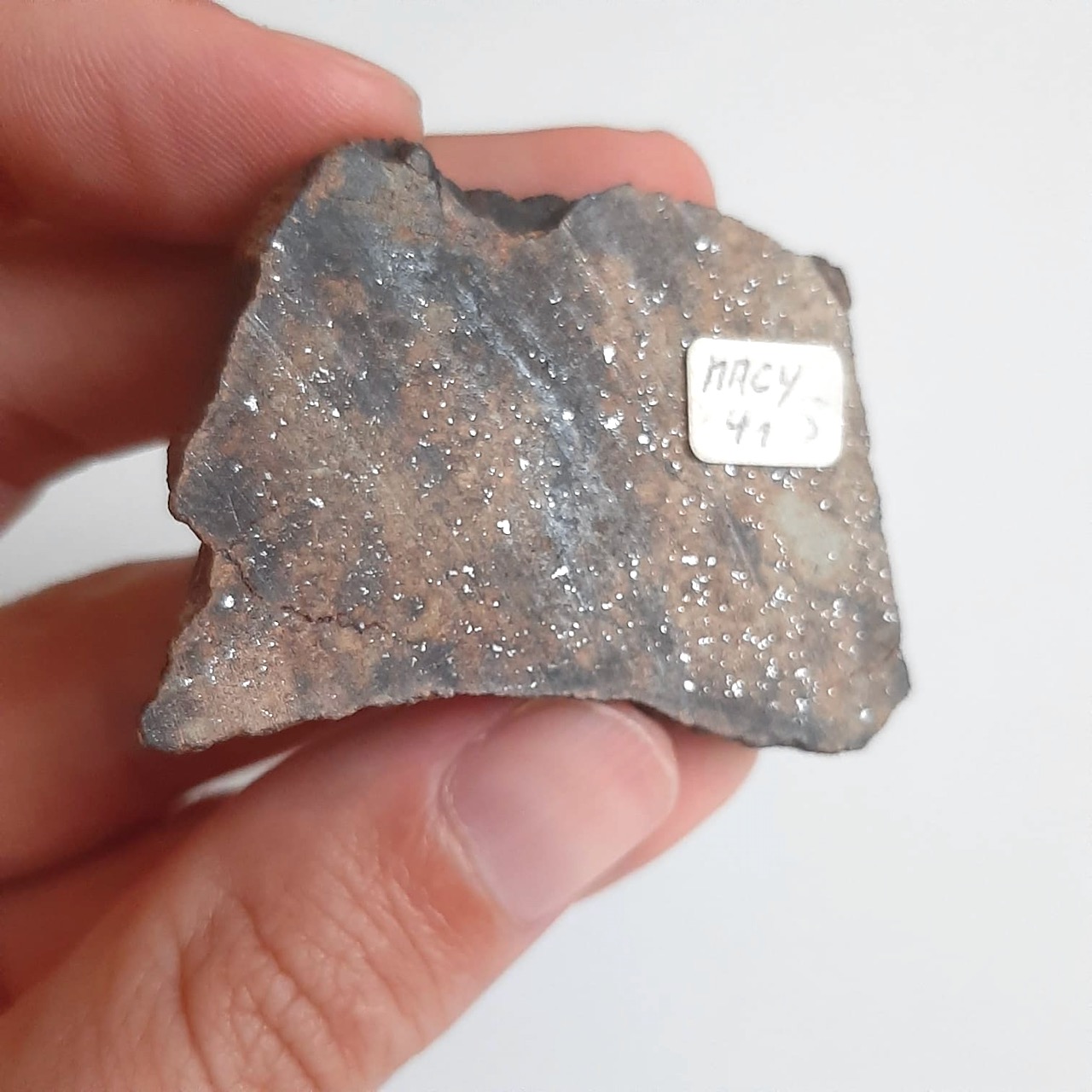 vaca muerta macy - 3