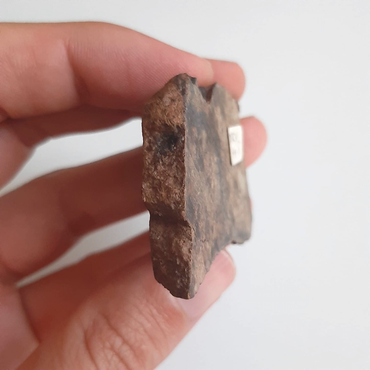 vaca muerta macy - 4