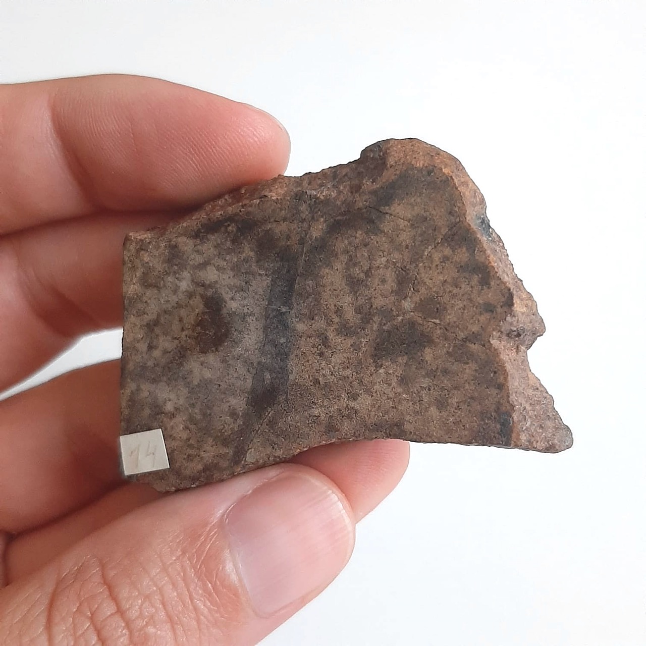 vaca muerta macy - 5