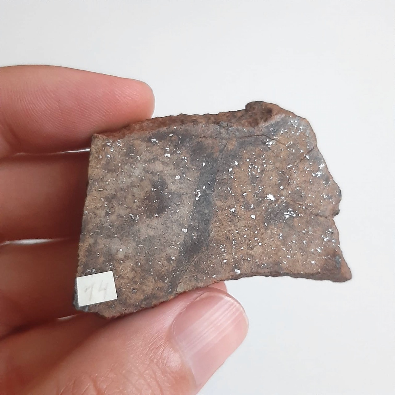 vaca muerta macy - 6