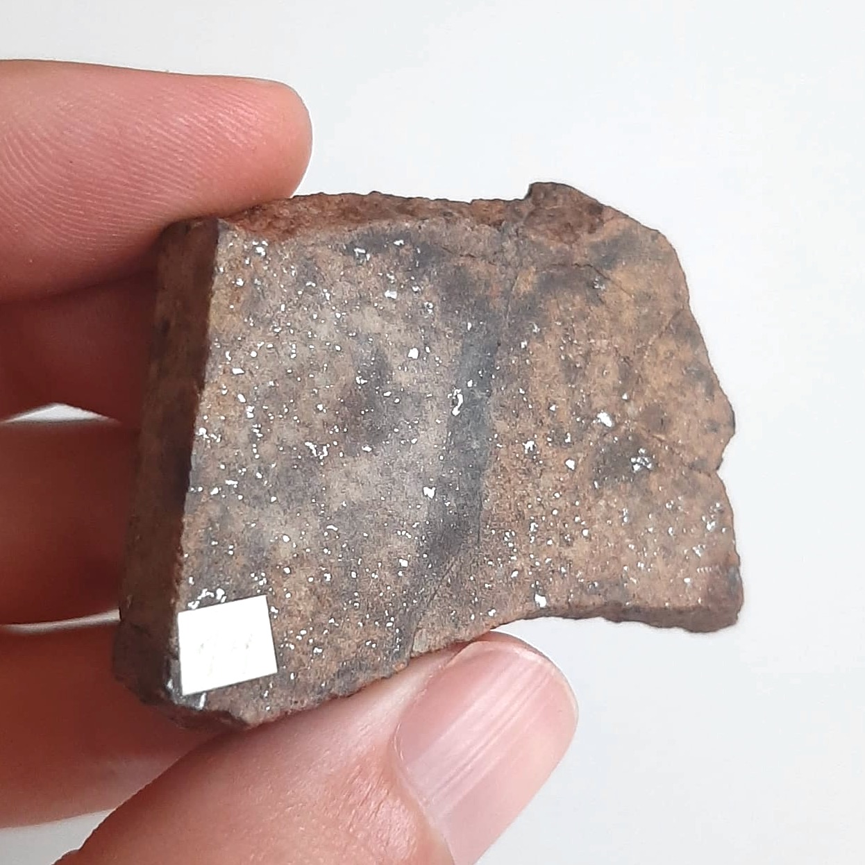 vaca muerta macy - 7