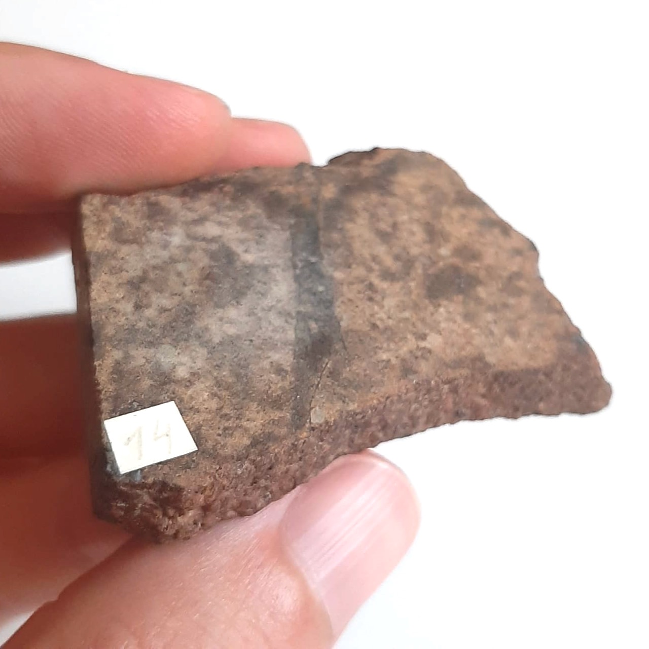 vaca muerta macy - 8